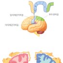 카이로프락틱 이미지