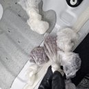 텐즈디테일링 | 대전 세차 텐즈디테일링문화점 권연벌레 박멸 자동차 실내크리닝 작업 후기