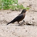 Blackbird 이미지