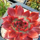 샐리가든 이미지