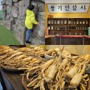 가야인삼사 | 영주 인삼박물관 꿀잼 무료 체험 아이랑 영주 가볼만한곳