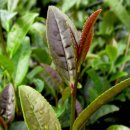 성대1리 이미지