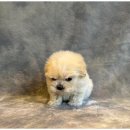 행복한강아지와고양이 이미지