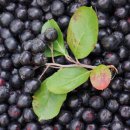 아로니아 이미지