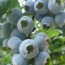 승수농원 이미지