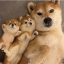 꽃돼지