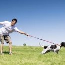 강아지산책 이미지