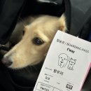 멍멍플레이스펜션 | 애견동반 제주여행 (티웨이, 엔젤카, 우진해장국, 이춘옥원조고등어쌈밥, 드르쿰다애월, 곽지해수욕장...