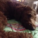 다원 동물병원 이미지