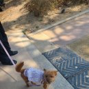 서해대로94번길 | 강아지와 벚꽃구경 갔다가.. 기분 롤러코스터 타고 온 하루🥲🌸 인천 벚꽃 명소 찾아삼만리