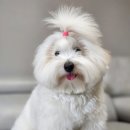 꼬동이네 이미지