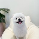 까까뿌숑 이미지