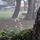 지천솔밭 이미지