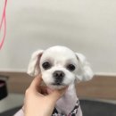 단짝 펫살롱 이미지