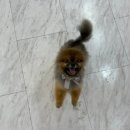 포포펫살롱 이미지