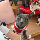 냥 | 수원 고양이 카페 <냥보고심쿵> 재방문 후기