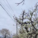 (주)복사꽃사람들 네이버블로그