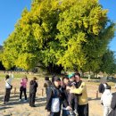 은행나무사거리1 | 2025 원주 단풍/원주 반계리 은행나무 (11/1 후기) 주차, 충전, 절정 시기 &amp; 인생샷 꿀팁 완벽 정리!