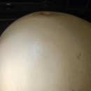 수원-1817 | 관악구 임산부왁싱 [마에스트로터치] 임산부 왁싱 후기 좋은 서울대입구 왁싱샵 💕