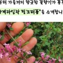 카페생명나무
