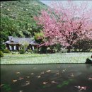 청해카 | 🖼 진도 여행, 운림산방 (진도대교에서 30분, 쏠비치에서20분)