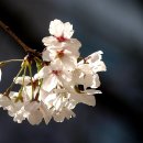 사과꽃