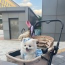 구도로통닭시흥배곧점 이미지