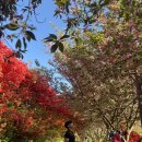 완산-109 | [전주] 완산칠봉꽃동산 주차장/ 철쭉 및 겹벚꽃 여행 후기