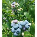 엔도르핀농장 이미지