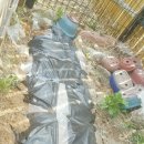 청평옆집언니 이미지