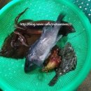 주문진활어회센타 이미지