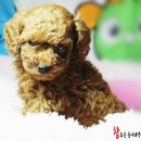 참조은 애견 이미지