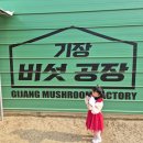 카페수아 | 부산 기장 46개월 아이랑 가볼만한곳 "기장버섯공장" 정관 피자만들기 체험 후기
