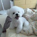 도리앤펫 | 동탄2 애견미용 영천동에서 리뷰 많은 도리앤펫!
