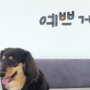 예쁘개 이미지