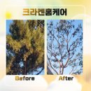대전조경수전지작업 500그루 이상을 진행한 크라켄홈케어 조경 전문 업체 후기