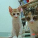 까칠이돼지 이미지