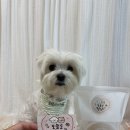 오늘도멍냥 이미지