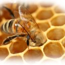 RoyalJelly 이미지