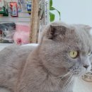 모두애동물병원 이미지