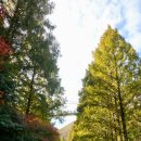 장태산휴양림 이미지