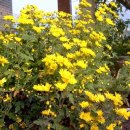 명품켄넬 이미지