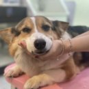 미코 그루밍 이미지