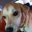 다다모모 이미지