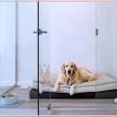 수지애견 이미지