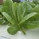 호야농장 이미지