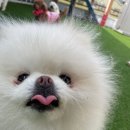놀러오개 애견유치원 애견호텔 분당직영점 이미지