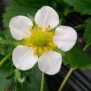 행복한 농장 이미지