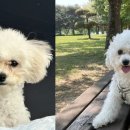 화이트 독 | &#34;비숑 눈물자국 줄이려다 대성공! 네이처스 프로텍션 화이트독 리얼 후기“🐾
