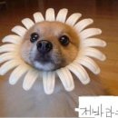 개바라기 이미지